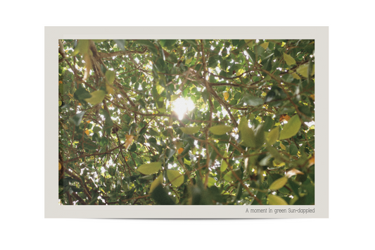 Sunshine in the Tree